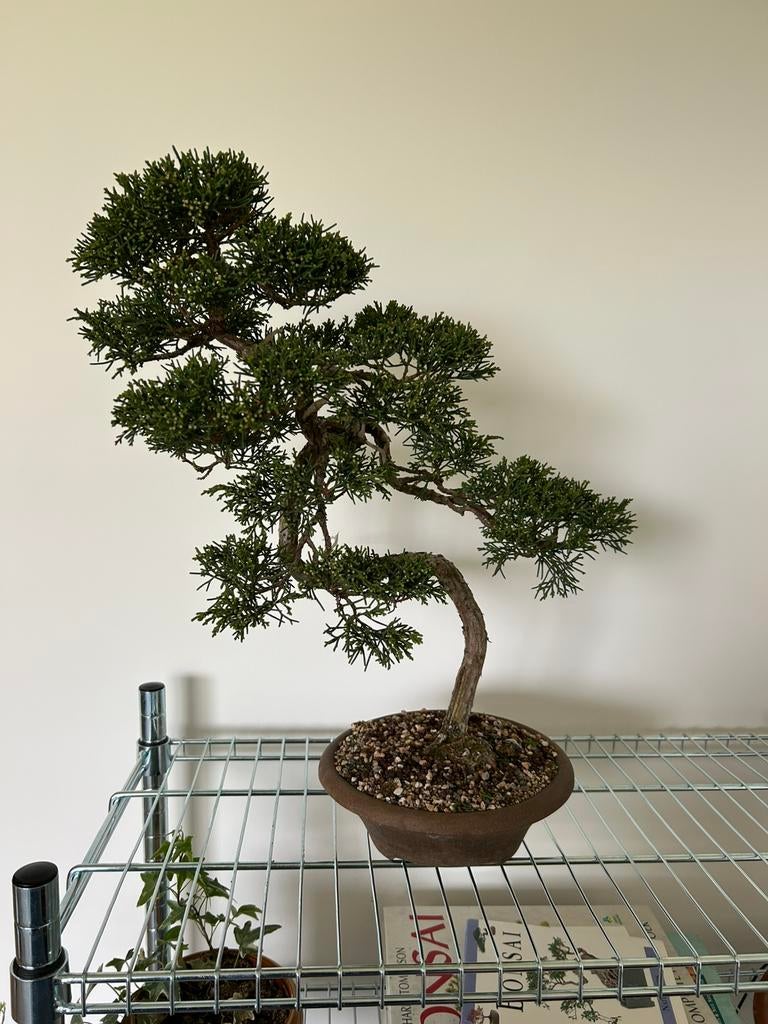 Bonsai juniperus, Tuin en Terras, Ophalen