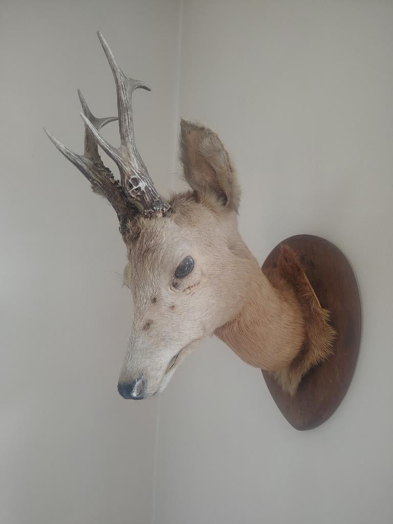 Tête de chevreuil empaillée, Enlèvement