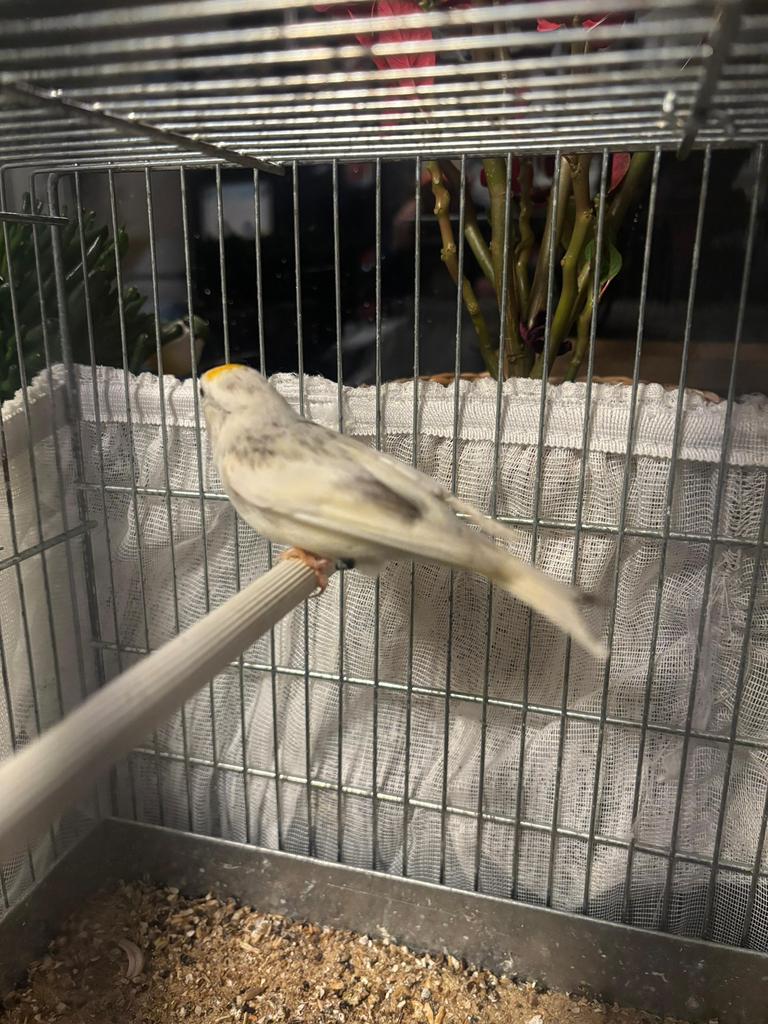 Koppel bonte barmsıjzen, Dieren en Toebehoren, Vogels | Kanaries