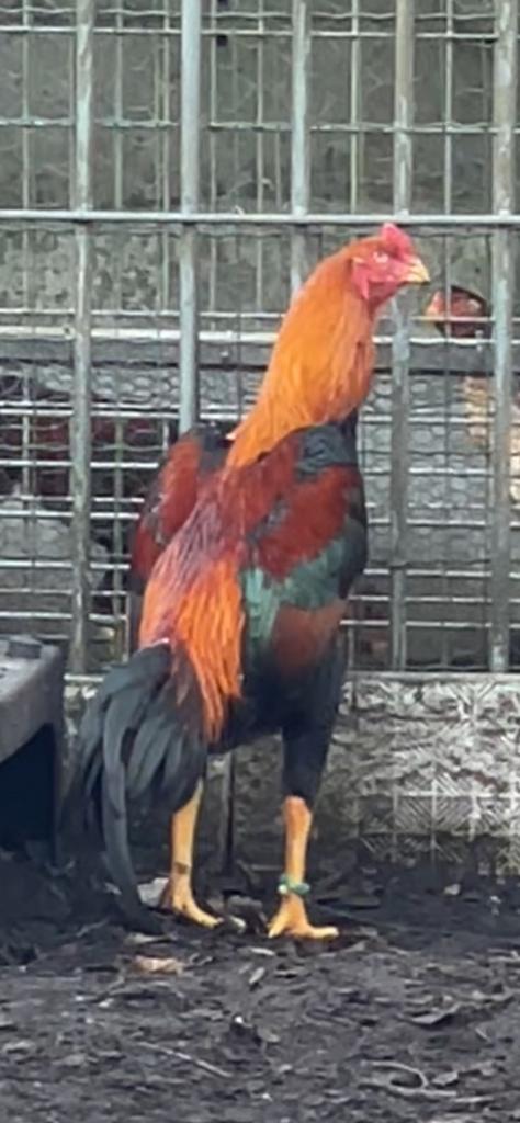 Jeunes coqs et poules Shamo de qualité supérieure à vendre., Animaux & Accessoires