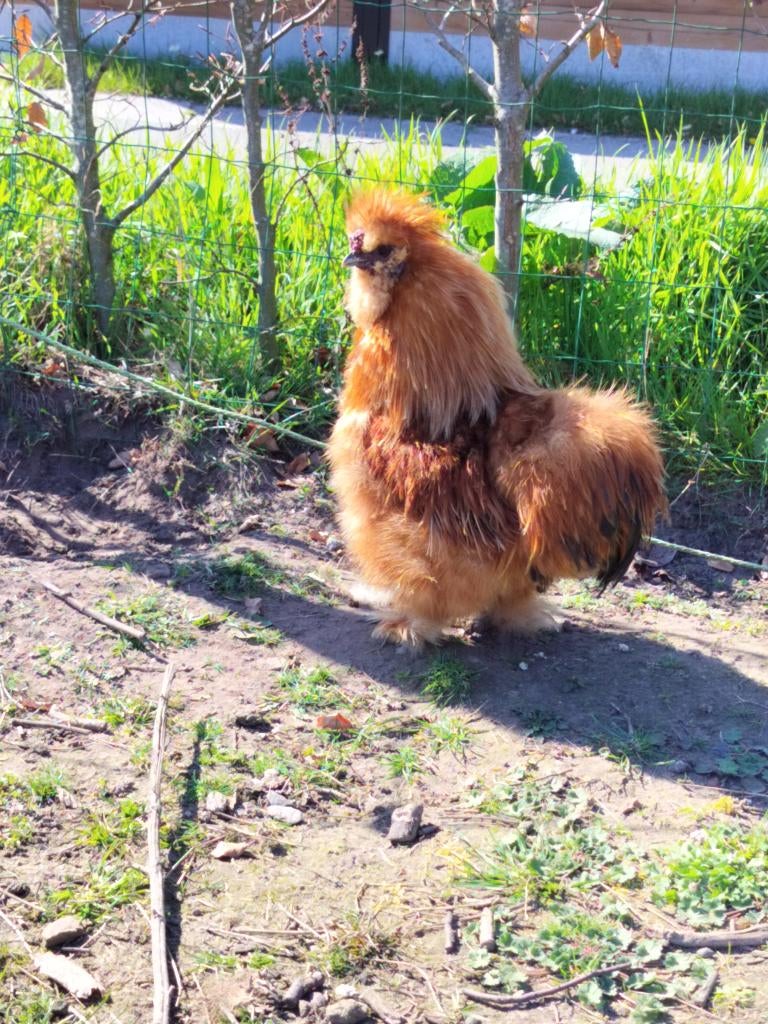 Jonge Zijdehoenderhaan, Dieren en Toebehoren, Juni, Mannelijk