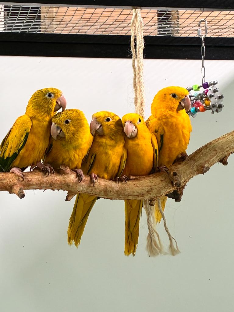 Goudparkieten/ Guaruba Guaruba, Dieren en Toebehoren, Vogels | Parkieten en Papegaaien, Meerdere dieren, Papegaai, Geringd