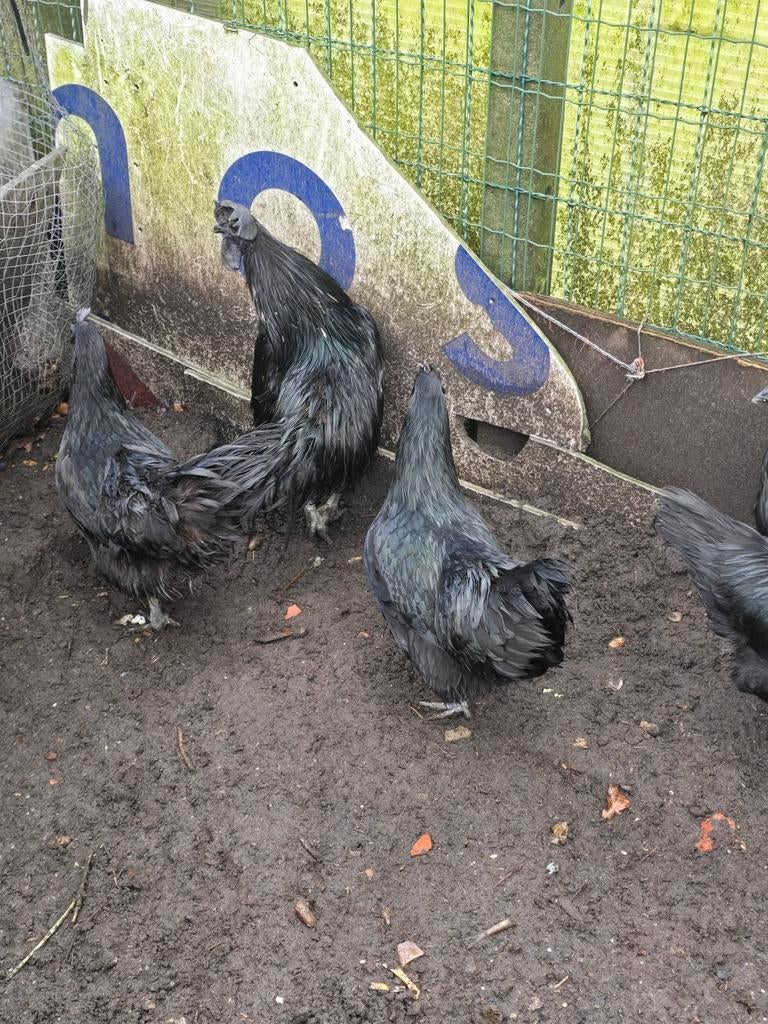 Broedeieren Ayam cemani
