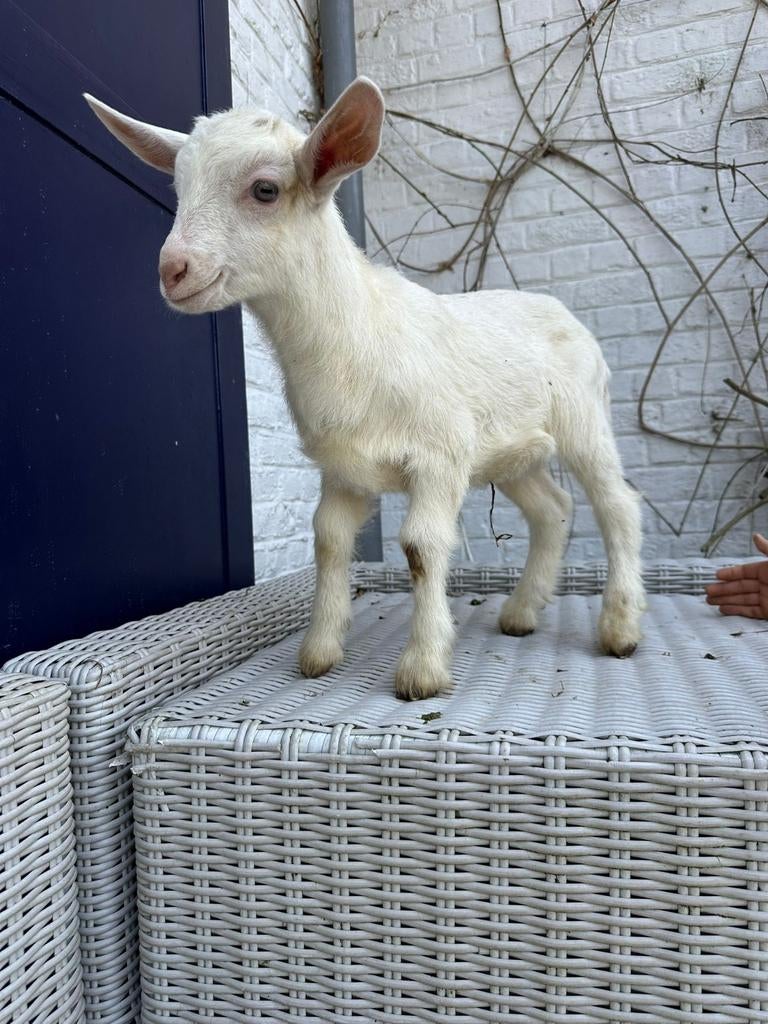 Chèvres croisées anglonubiennes 2026, Animaux & Accessoires, Moutons, Chèvres & Cochons, Femelle, Chèvre, 0 à 2 ans