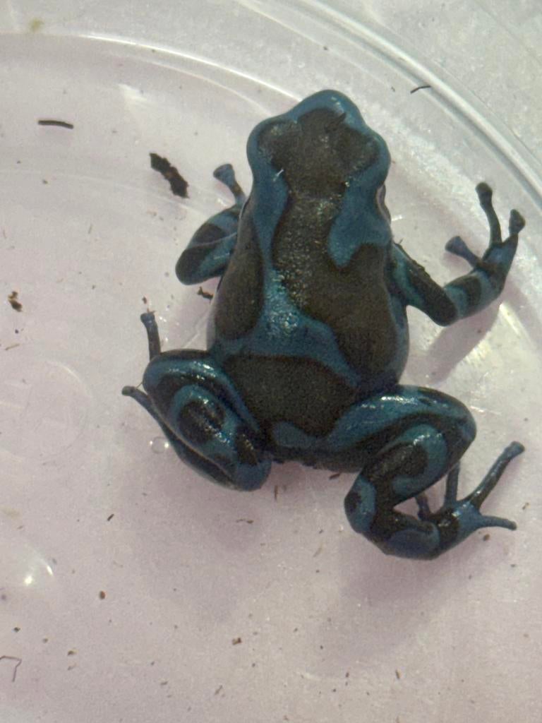 Auratus birkhahn, Dieren en Toebehoren, Reptielen en Amfibieën, Amfibie, 0 tot 2 jaar