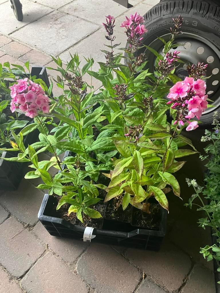 Bodembedekkers & siergrassen op bestelling p9 pot, Tuin en Terras, Planten | Tuinplanten, Ophalen, Bodembedekkers