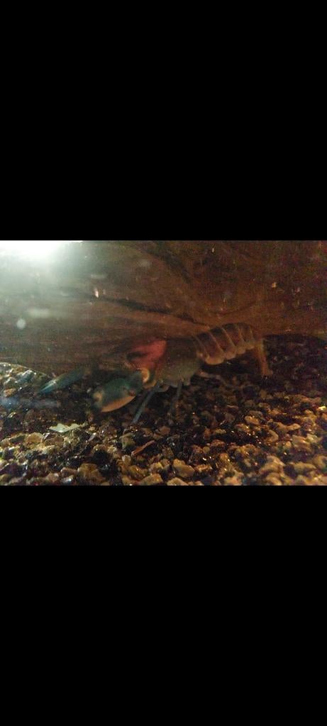 Kreeften cherax pulcher, Dieren en Toebehoren