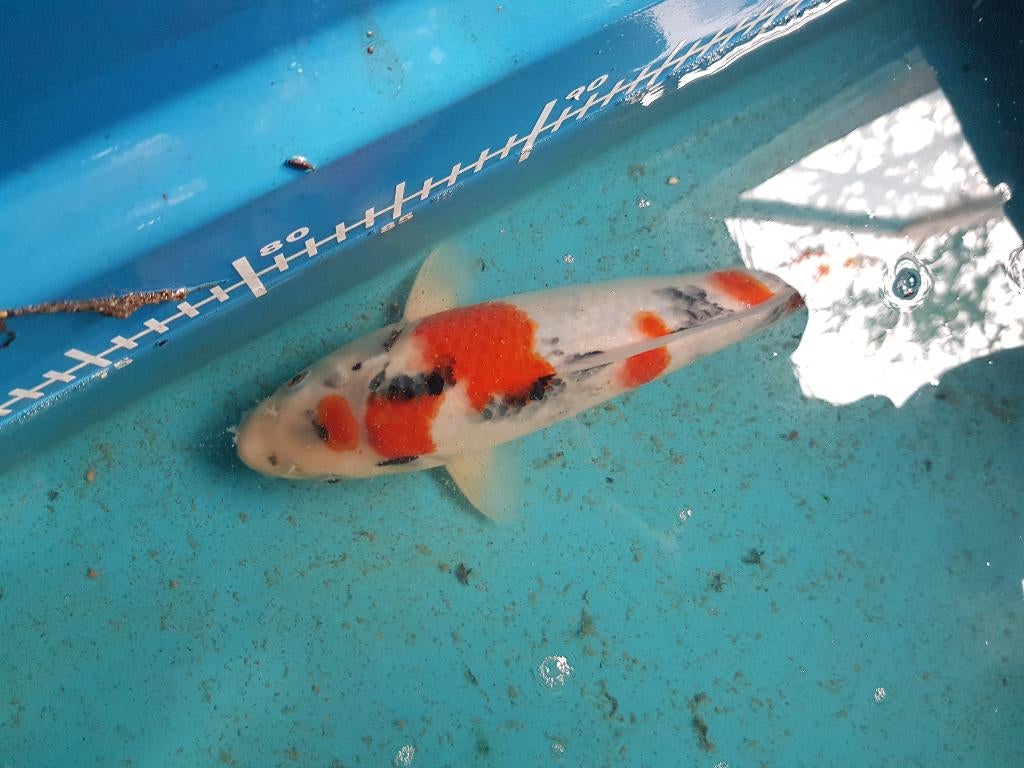 Japanse koi, Dieren en Toebehoren, Karper of Koi