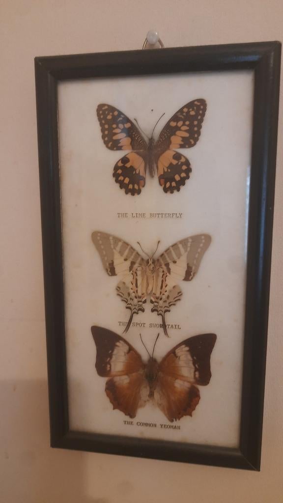 Assemblage complet de taxidermie de papillon, Enlèvement ou Envoi