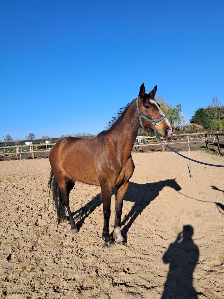 Fokmerrie Hernandez TN x Voltaire, springpaard, Animaux & Accessoires, Avec pedigree, 170 à 175 cm, Non dressé, Cheval de saut
