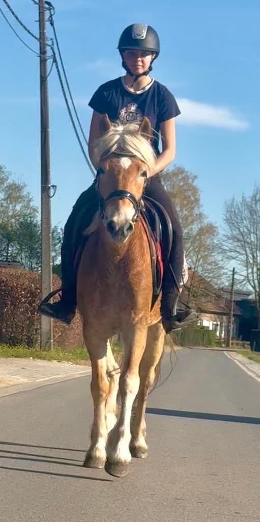 Toffe 5j haflinger merrie, Dieren en Toebehoren, Merrie, B, Gechipt, 3 tot 6 jaar