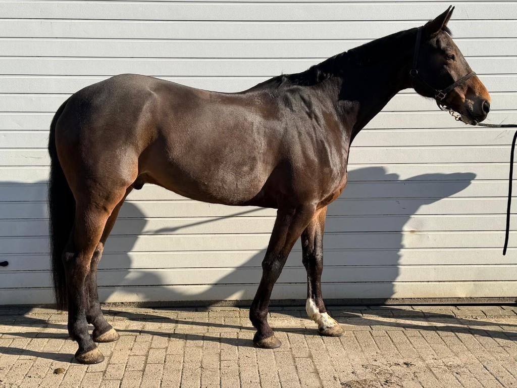 Zeer knappe allrounder springen/eventing, Dieren en Toebehoren, ZZ, Springpaard, Met stamboom, Ruin