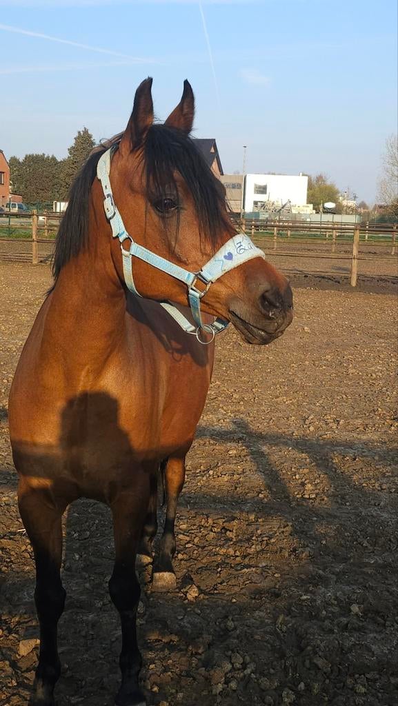 Arabische vol bloed, Hongre, Cheval de récréation