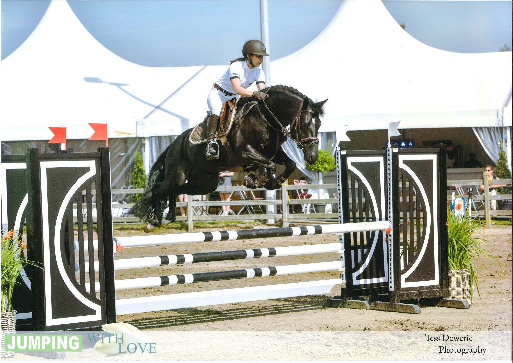 # Prachtige speciale pony-hengsten ter dekking, Étalon