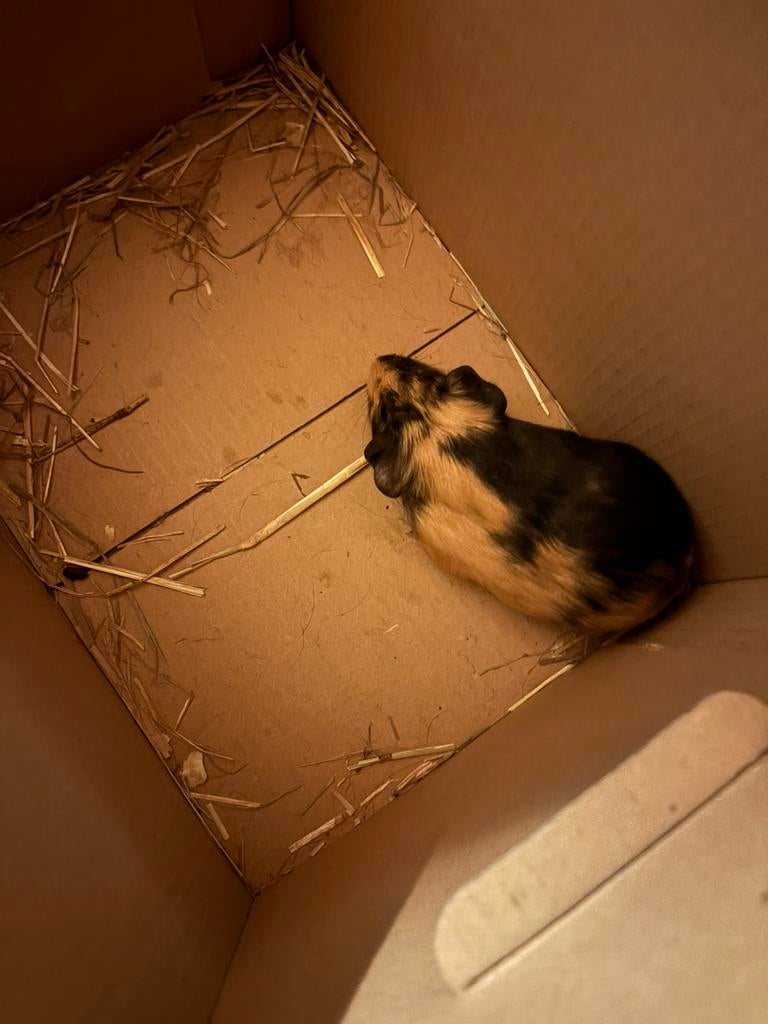Cavia’s gratis, Dieren en Toebehoren, Knaagdieren, November, Meerdere dieren, Cavia
