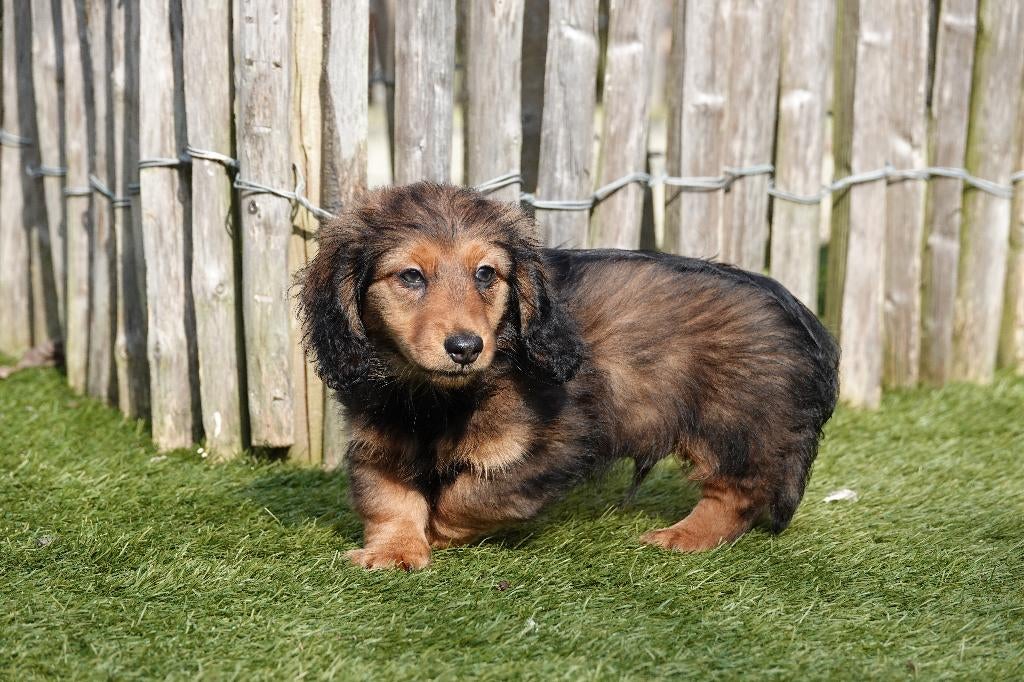 Chiots teckel nains à poil long avec pedigree, Animaux & Accessoires, Poils longs, Plusieurs, Nain, Hépatite contagieuse (maladie de Rubarth)