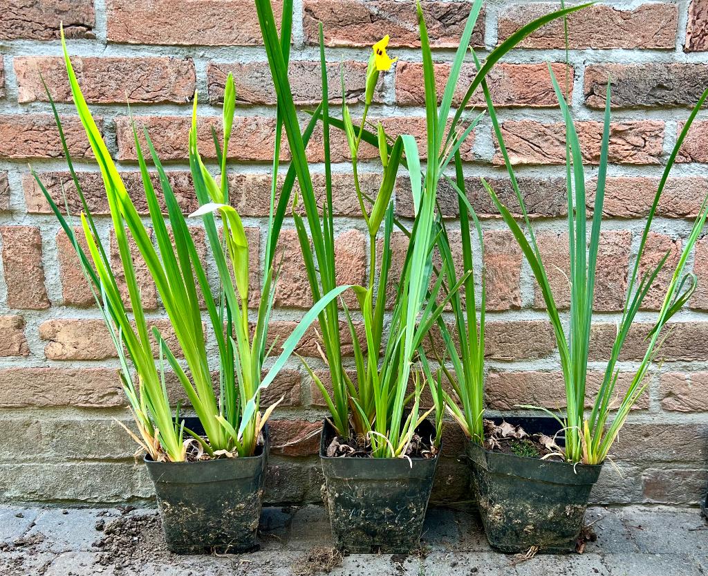 Iris jaune, plante de bassin, plante de bordure, Enlèvement ou Envoi, Plein soleil, Plante fixe, Plantes de bassin