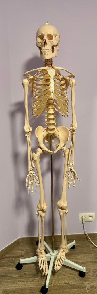 Skelet levensgroot, Diversen, Ophalen, Nieuw