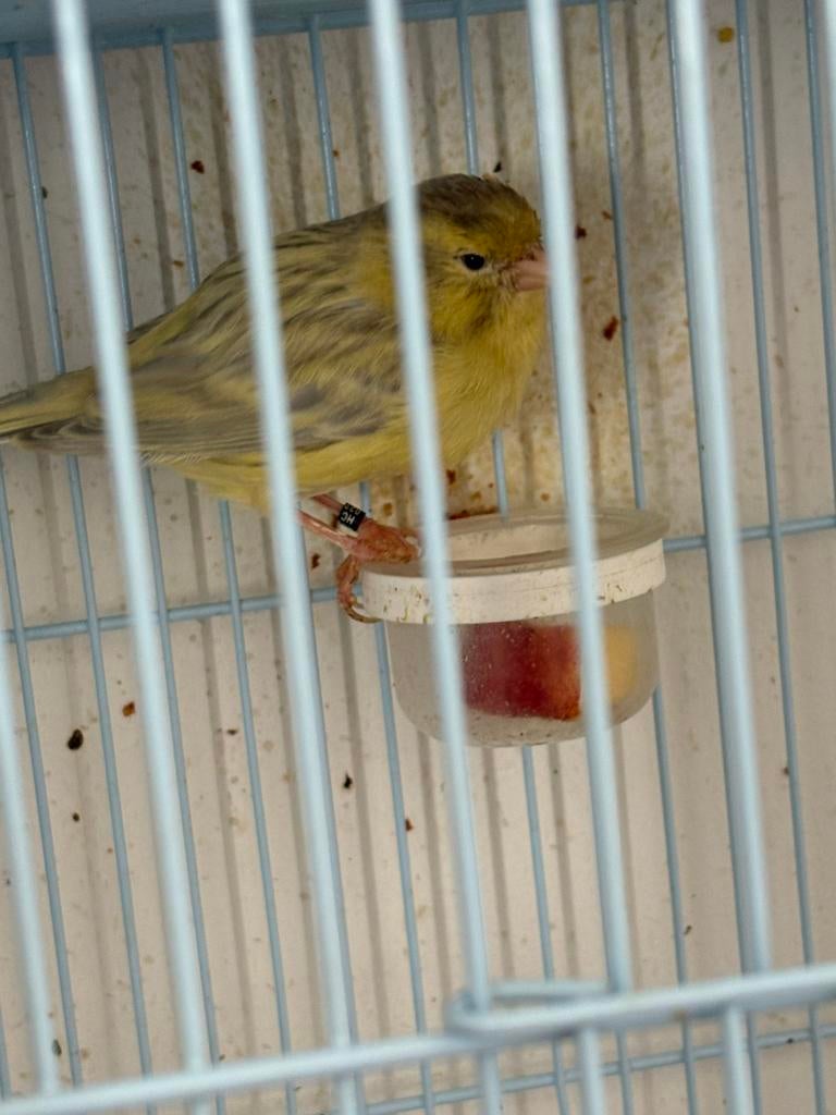 Elevage canaris 5 couples, Animaux & Accessoires, Enlèvement ou Envoi, Comme neuf