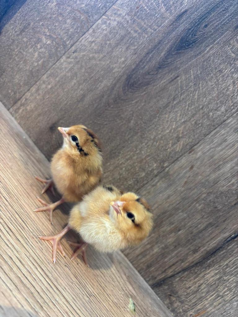 Bruine legkip kuikens, Dieren en Toebehoren, Pluimvee