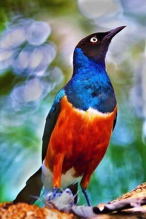 Étourneau tricolore, Plusieurs animaux, Oiseau tropical, Bagué