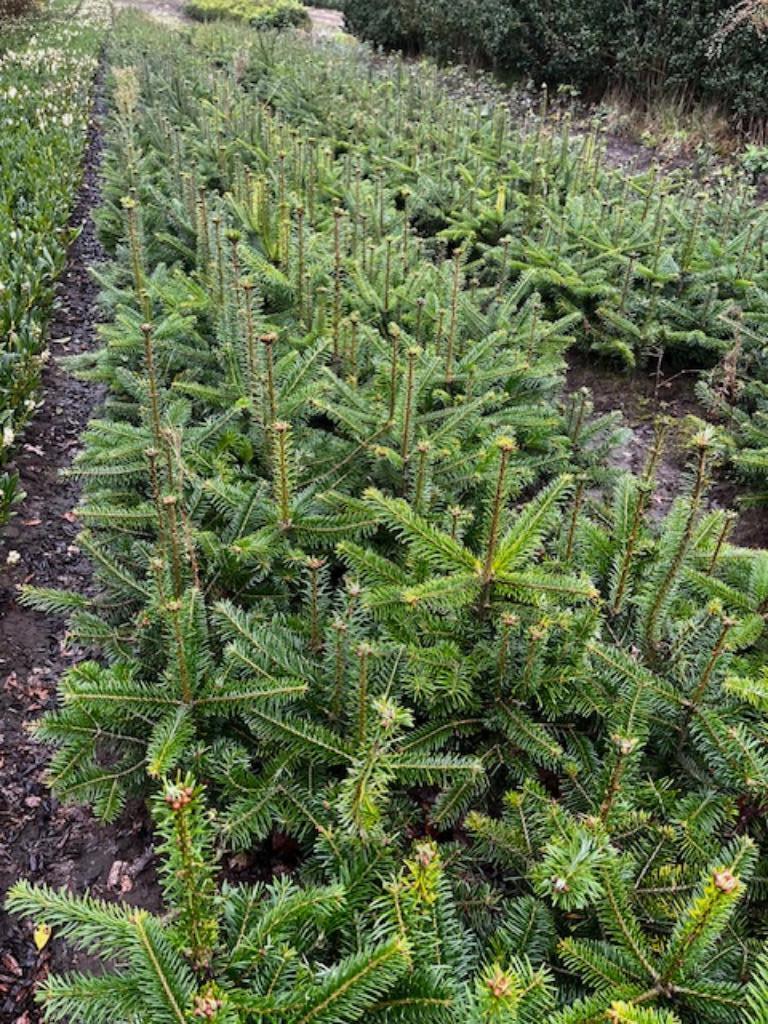 Nordmannden, Abies nordmanniana, kerstboom, Ophalen