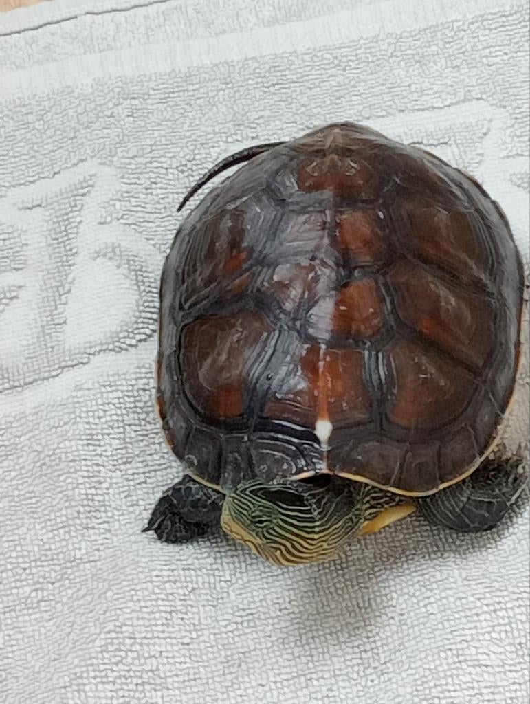 Tortues, tortue d'eau, aquarium, grande tortue en bonne sant, Animaux & Accessoires, Enlèvement