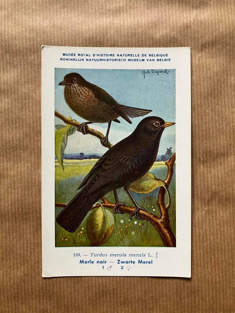 Vogels van België Nr. 189 Zwarte Merel, Ophalen of Verzenden, Ongelopen, Vogel