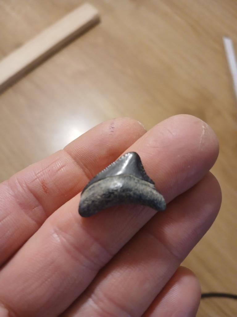 Megalodon tand, Ophalen of Verzenden