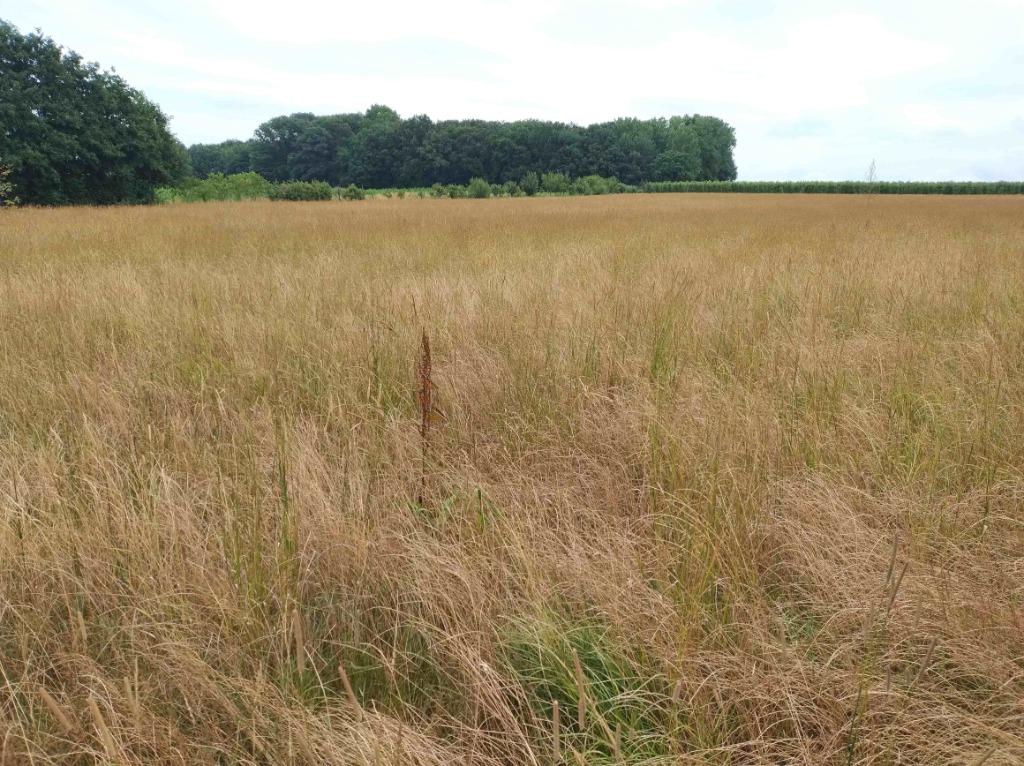Gezocht: Grasland, weiland om te pachten/huren, Immo