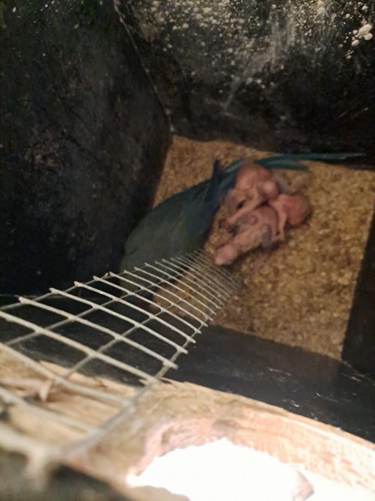 halsband parkieten Temmen2 weeken oud