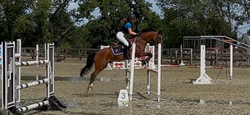 D pony te koop, Dieren en Toebehoren, Met stamboom, Ruin, Springpony, L