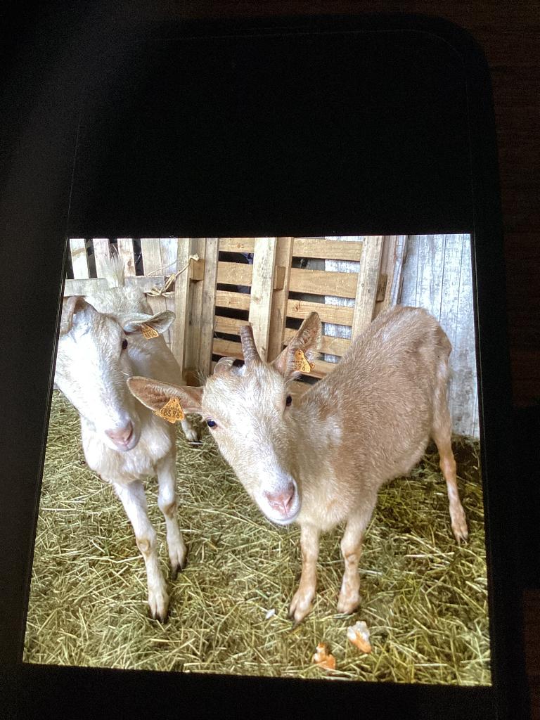 Grandes chèvres, Animaux & Accessoires, Moutons, Chèvres & Cochons, Femelle, Chèvre, 0 à 2 ans