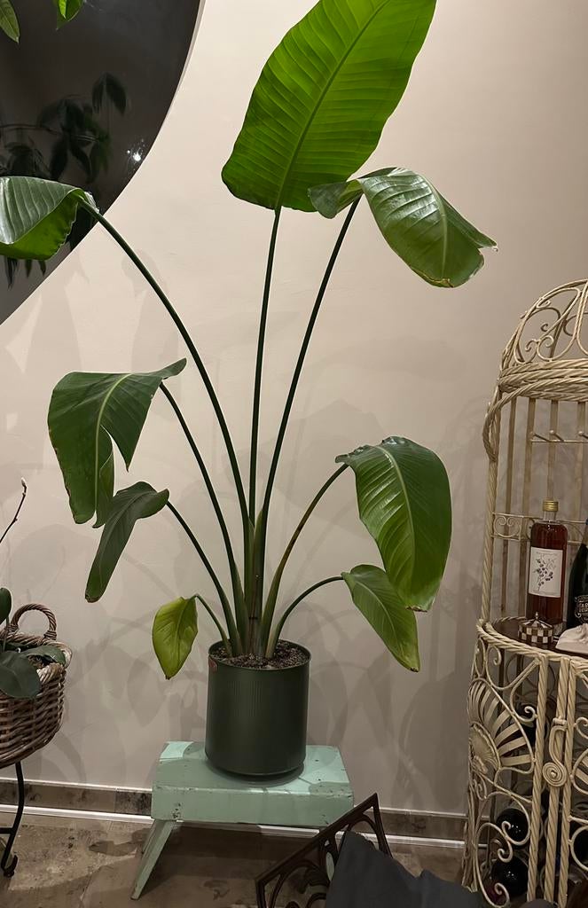 Bananenplant (Strelitzia Nicolai) 160cm hoog, groene pot., Groene kamerplant, Ophalen, 150 tot 200 cm