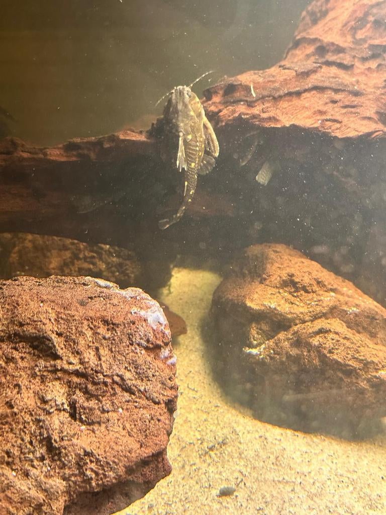 Synodonis angelicus 5 euro per stuk, Animaux & Accessoires