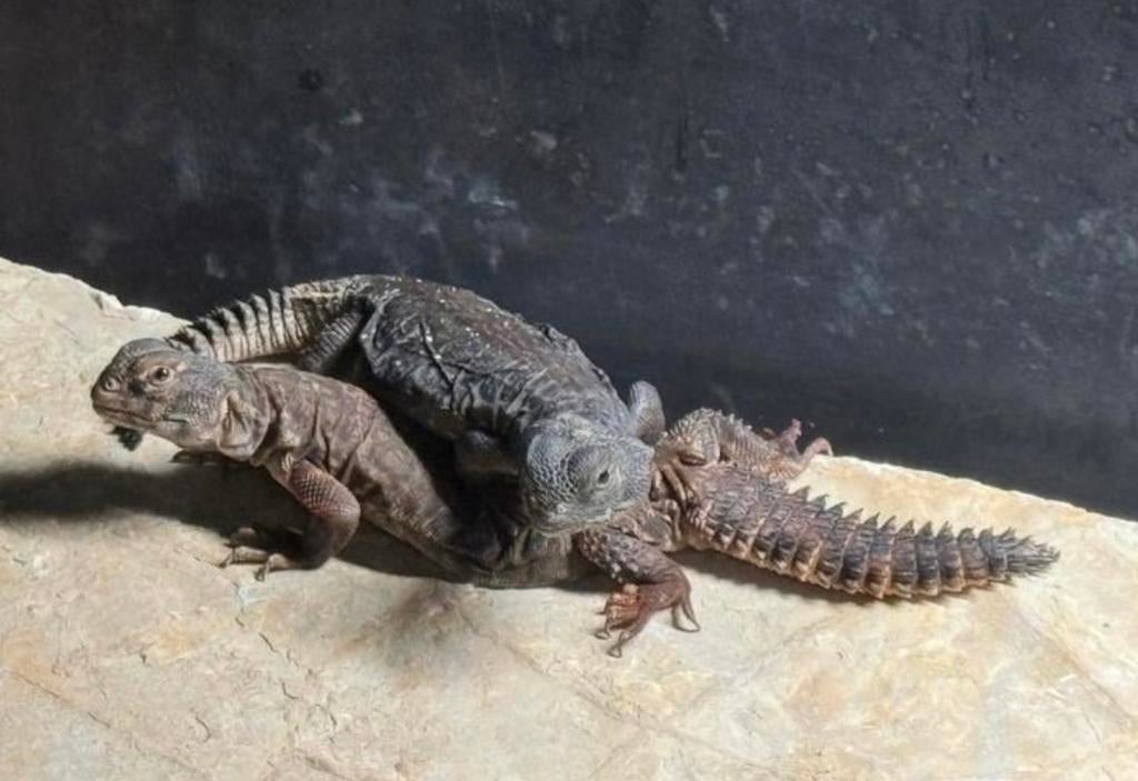 Uromastyx dispar flavifasciata 0.0.2 (poss 1.1.0), Dieren en Toebehoren, Reptielen en Amfibieën, Hagedis, Tam, 0 tot 2 jaar