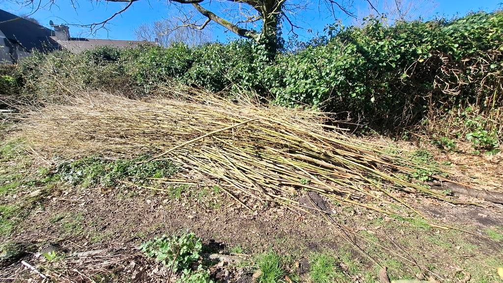 Gratis bamboestokken, Enlèvement