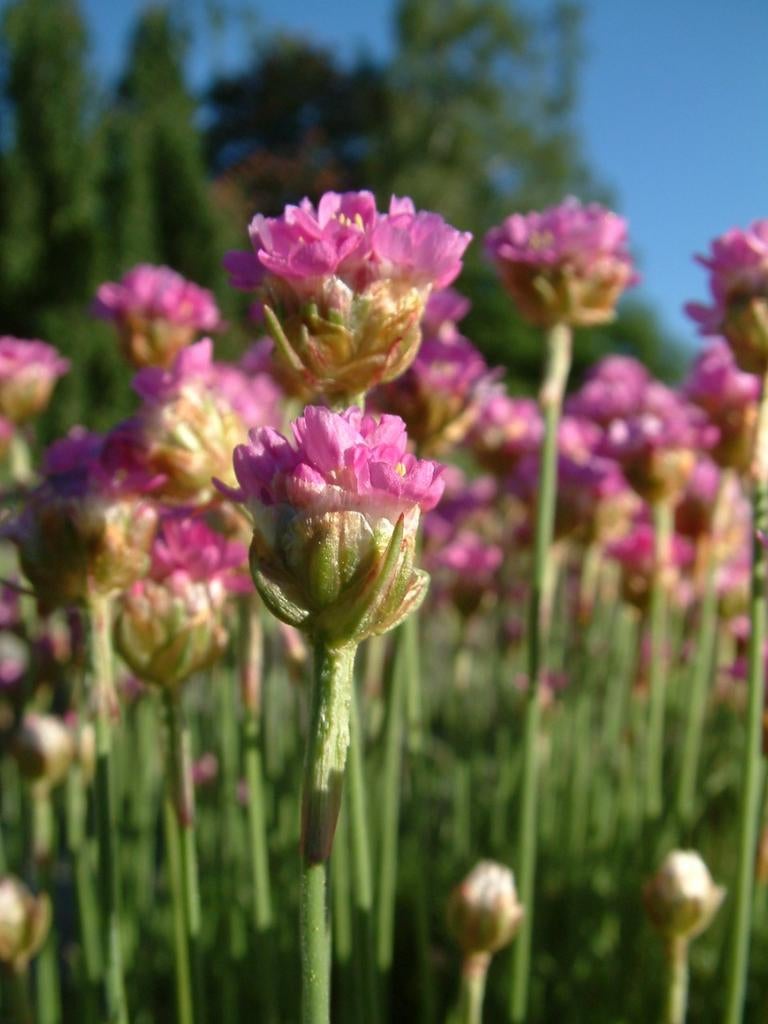 Graines de graminées anglaises, Armeria maritima, Jardin & Terrasse, Envoi