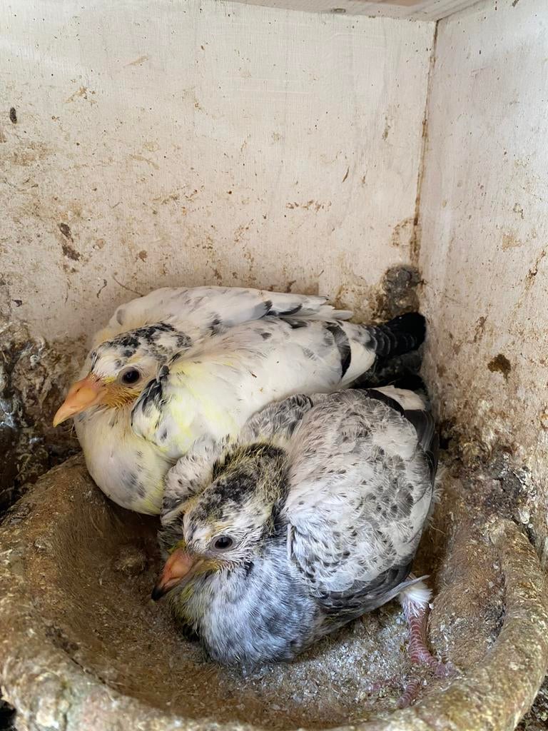 Jongen 2026, Sexe inconnu, Pigeon voyageur