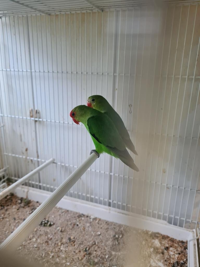 Taranta 100 par couple sans autre offre 21pc