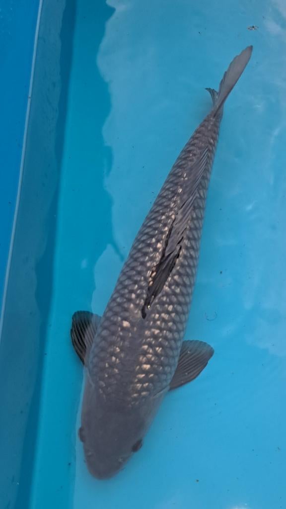 Ginrin soragoi, Dieren en Toebehoren, Vissen | Vijvervissen