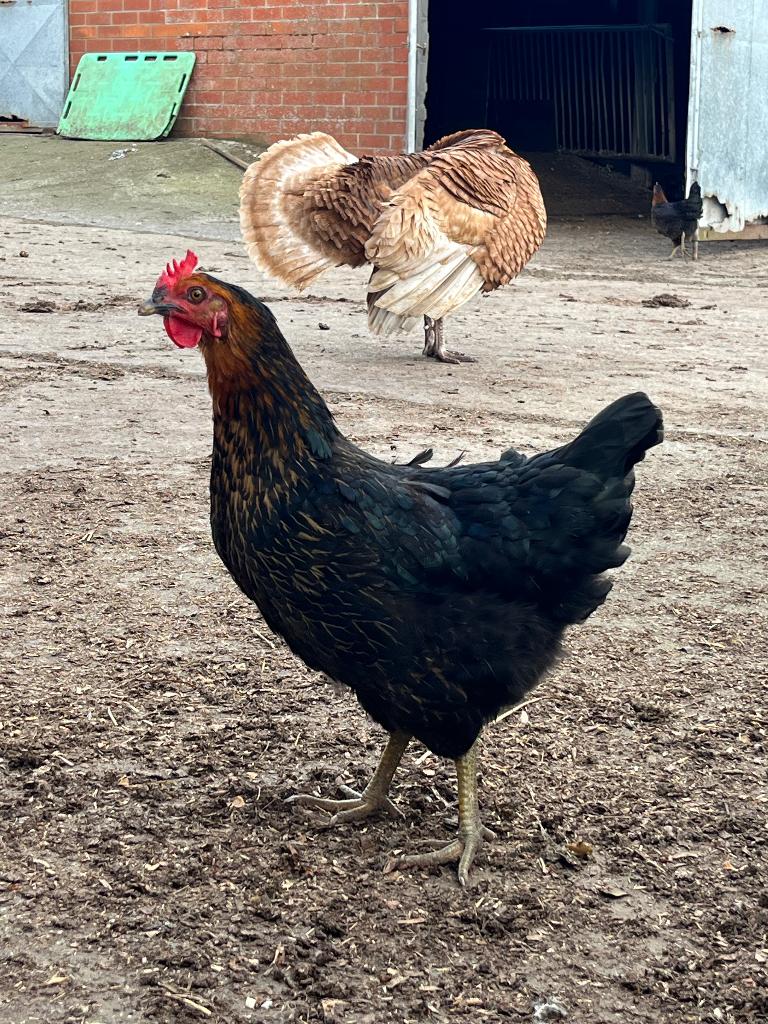 Verse scharreleieren, Dieren en Toebehoren, Pluimvee, Meerdere dieren, Kip