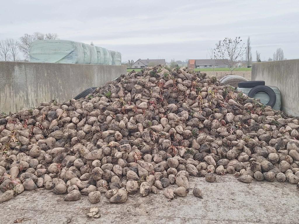 voederbieten, Zakelijke goederen, Landbouw | Veevoer, Ophalen