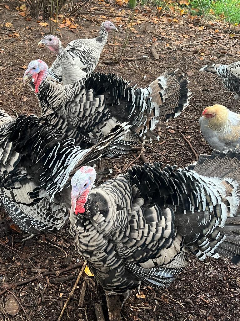 Broedeieren Narragansett kalkoen, Dieren en Toebehoren, Pluimvee, Geslacht onbekend, Kalkoen
