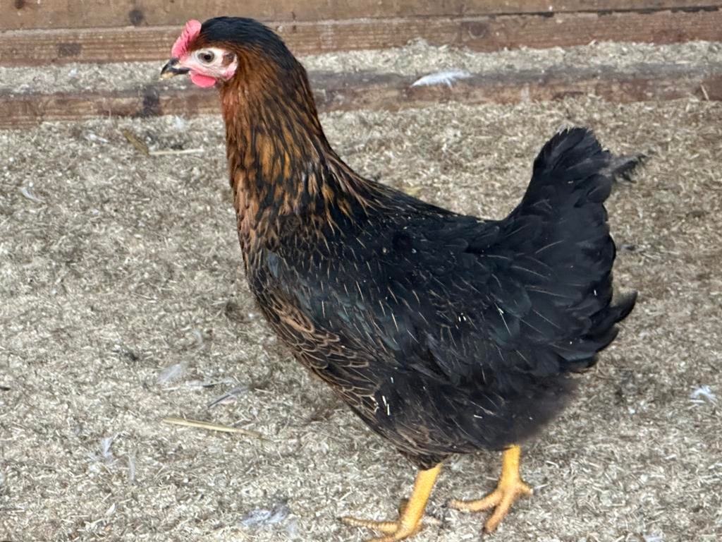 Legkippen zaterdag 10-16uur