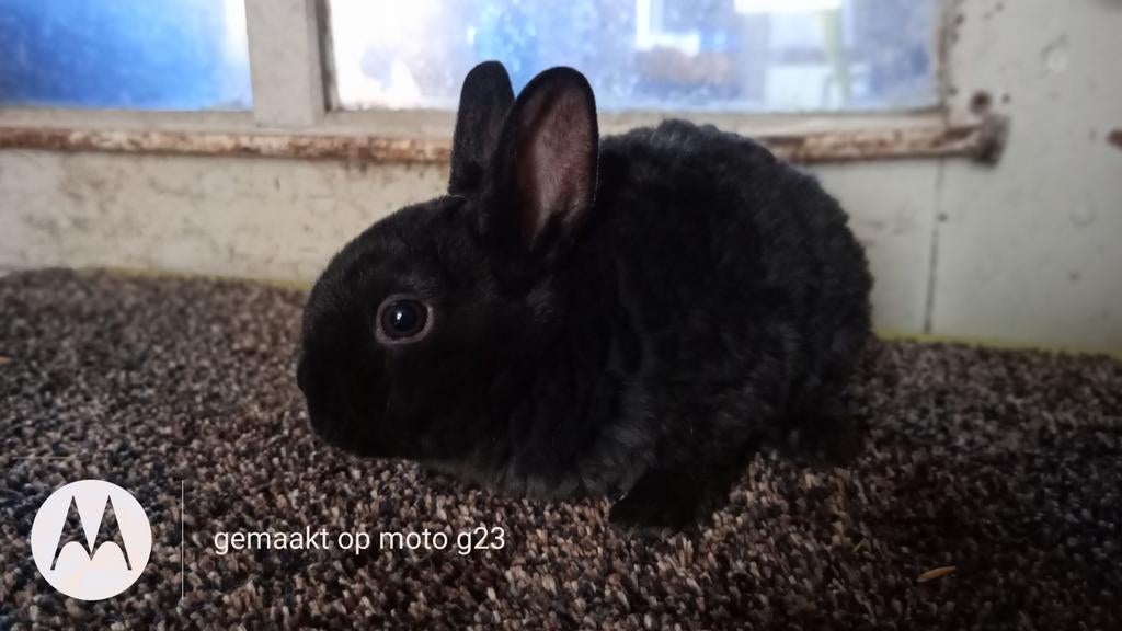 Dwerg Rex rammetje - zwart., Dieren en Toebehoren, Konijnen, Dwerg