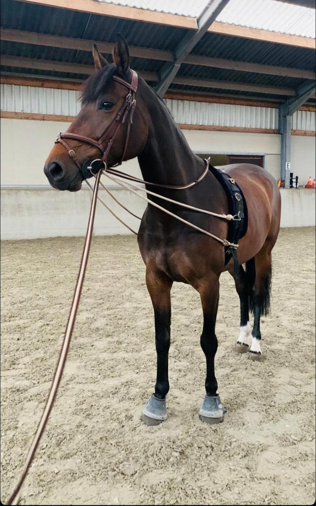 Zangersheide merrie, Dieren en Toebehoren, Paarden, Merrie