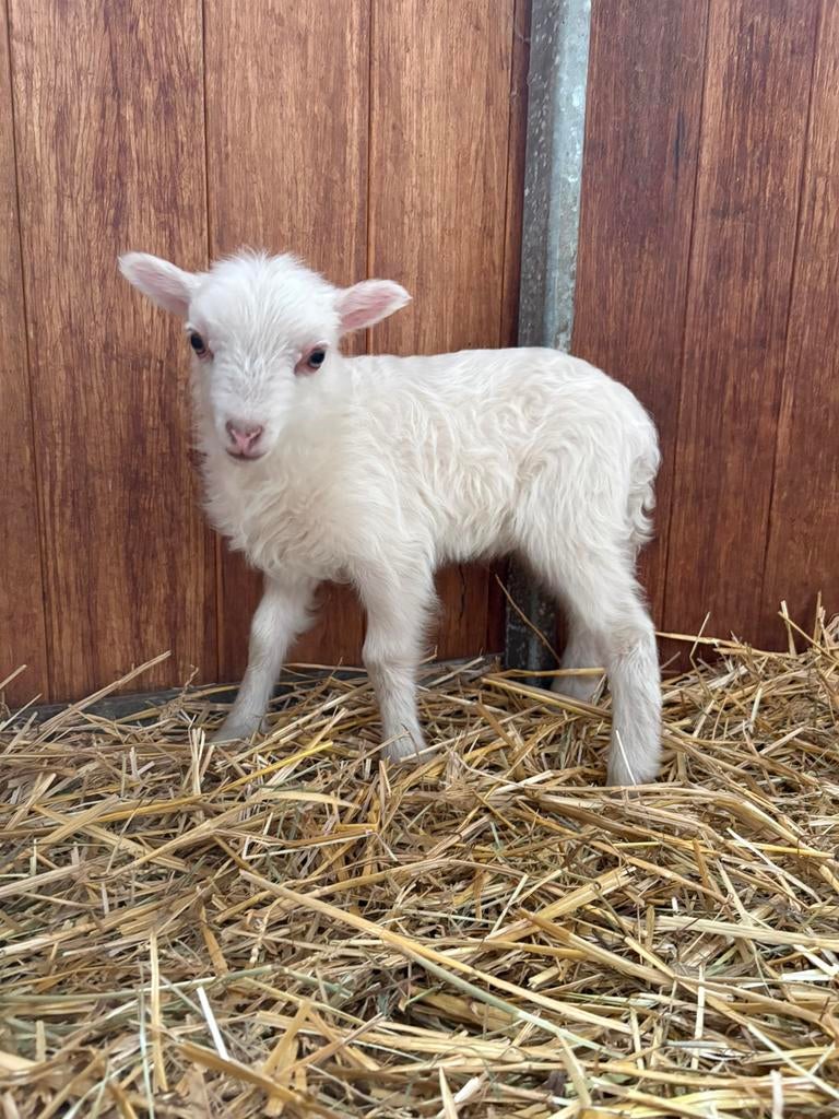 Wit ouessant lammetje - GERESERVEERD, Dieren en Toebehoren