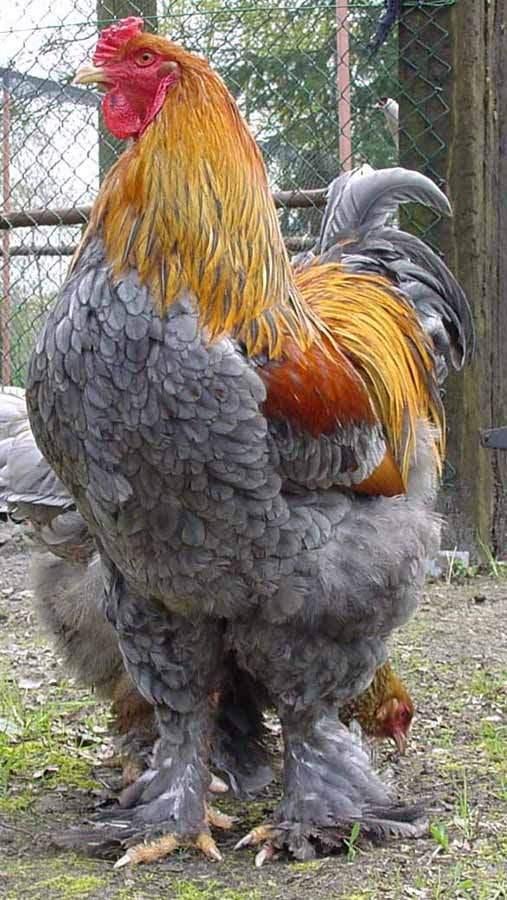 BRAHMA BLAUWPATRIJS KUIKENS TE KOOP, Sexe inconnu, Poule ou poulet