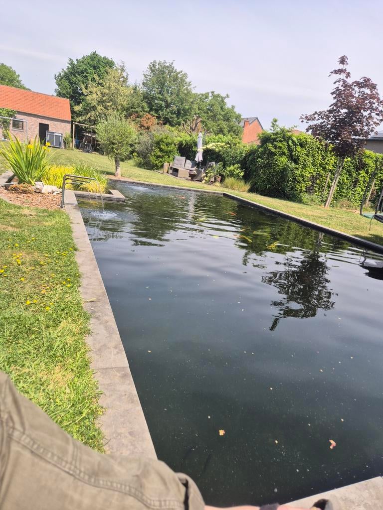 Gezocht koi, goudwinden, goudvissen, enz., Poisson(s) rouge(s)